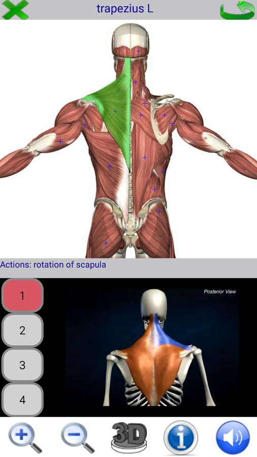 Visual-Anatomy-2.2.jpg
