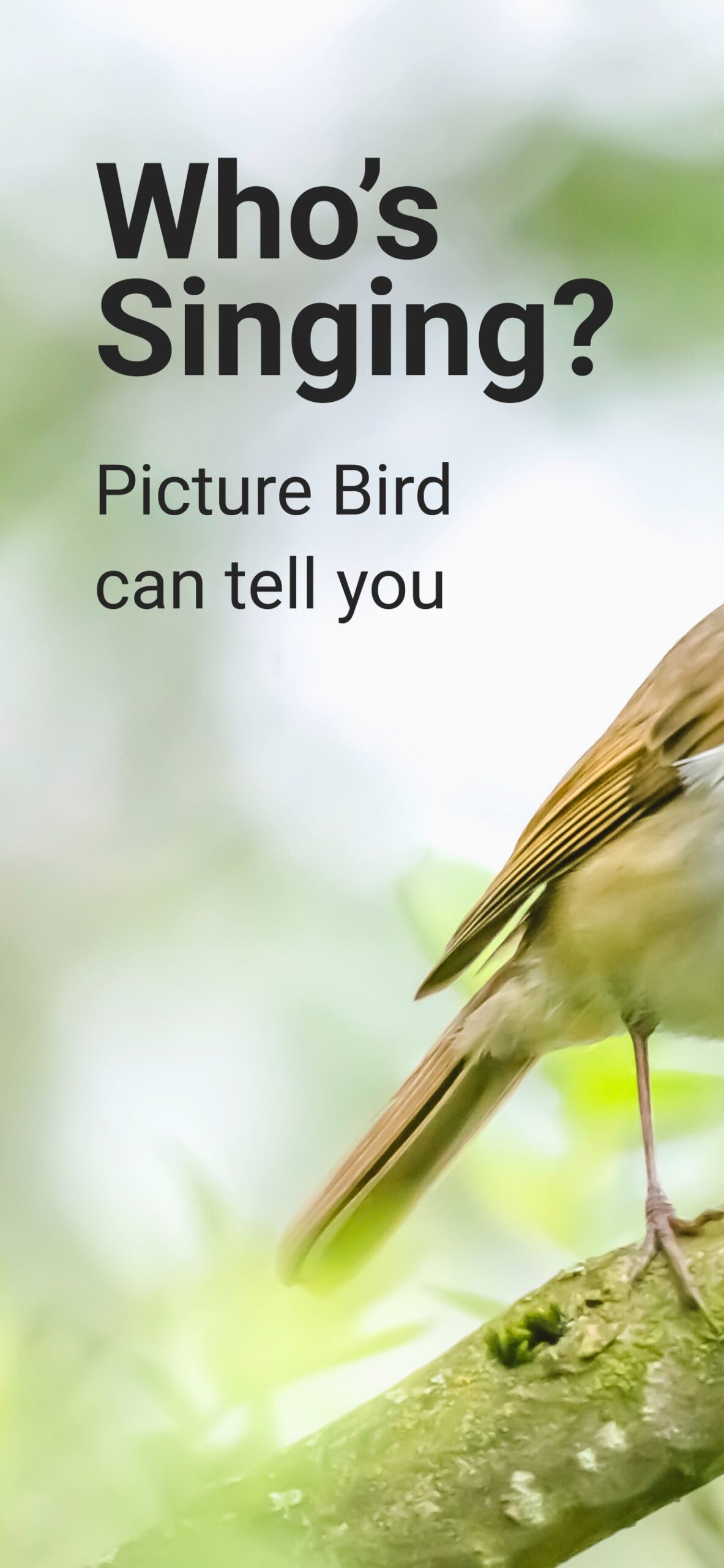 Picture-Bird-Bird-Identifier-1-scaled.jpg