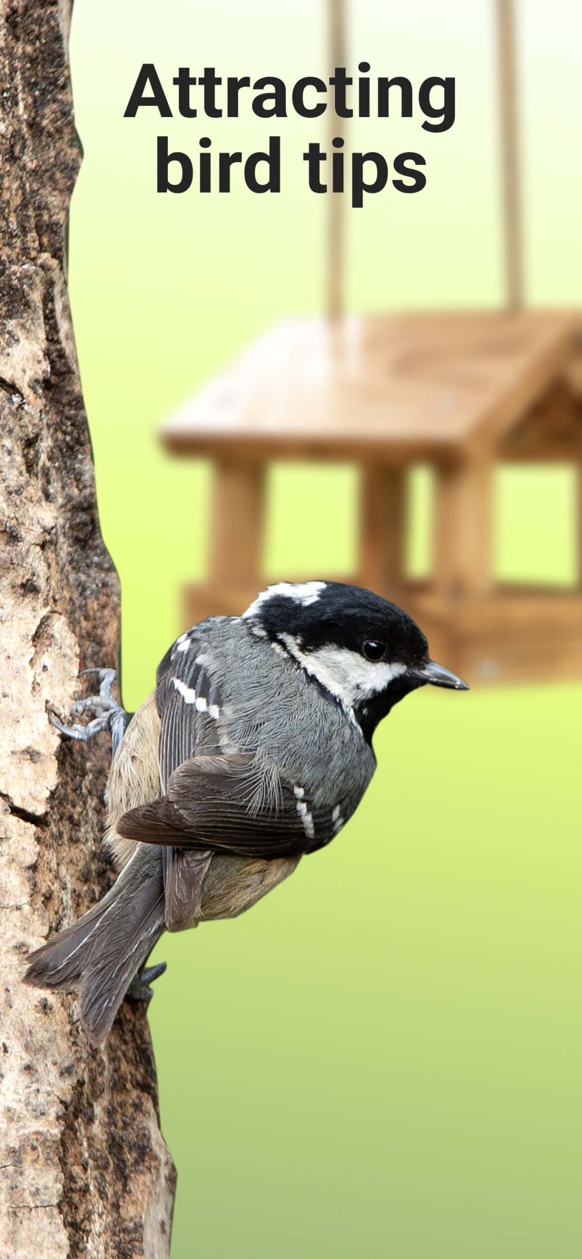 Picture-Bird-Bird-Identifier-5-scaled.jpg