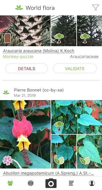 PlantNet-Plant-Identification.1_1.jpg